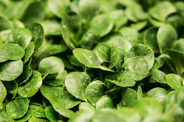 K-vitamin: Az egészségőr az árnyékban
