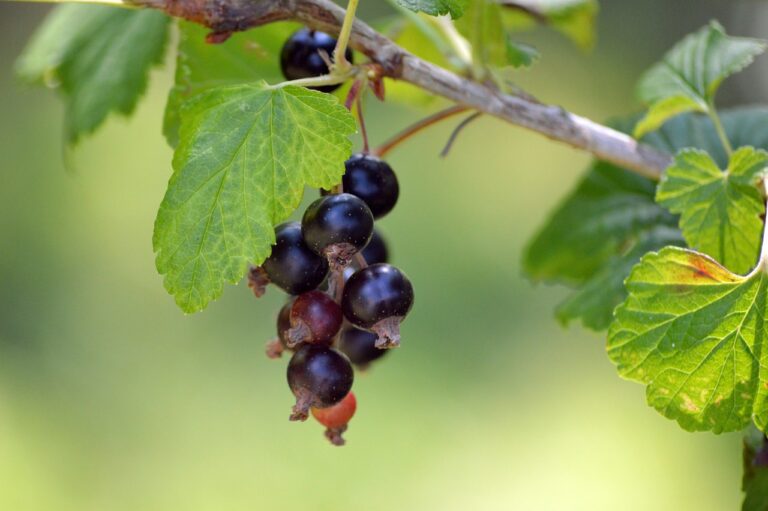 Feketeribizli: a vitaminok és antioxidánsok gazdag forrása