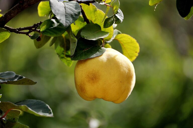 A Birsalma egészségügyi előnyei: Vitaminok, ásványi anyagok és tápanyagok