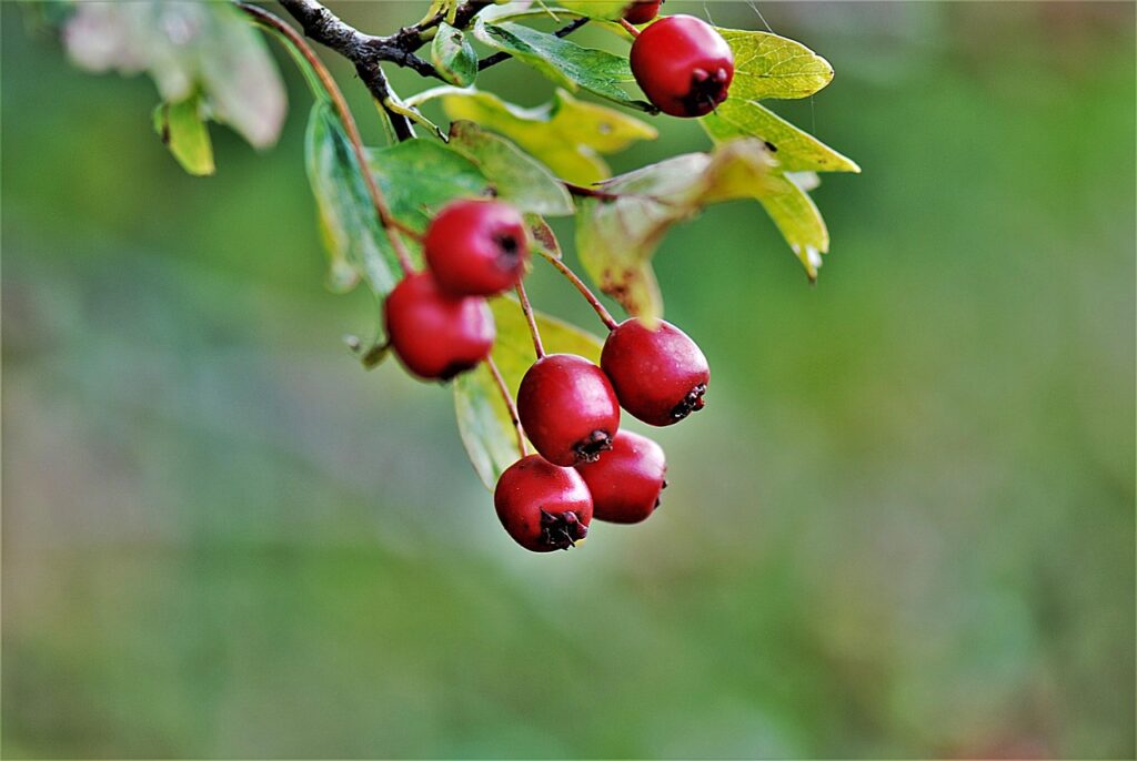 A friss csipkebogyó tápanyagtartalma: C-vitamin, ásványi anyagok és antioxidánsok