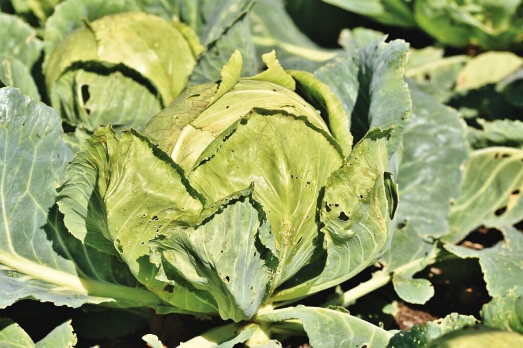 A fejes káposzta tápanyagai: vitaminok, rost és alacsony kalóriatartalom